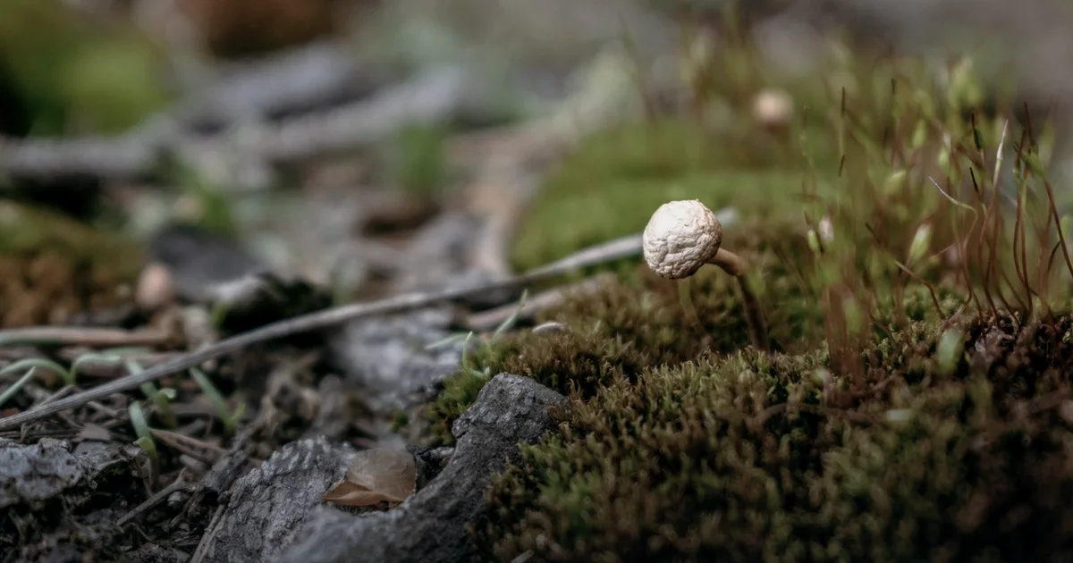 Cordyceps: 100 000 búsquedas al mes, cuatro trabajos controlados con placebo y ni una sola carrera que haya acelerado